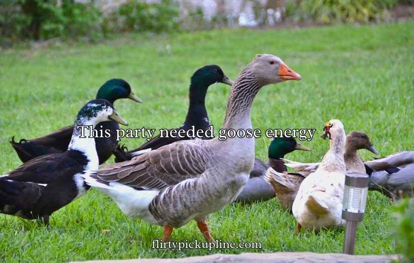Goose Pickup Lines