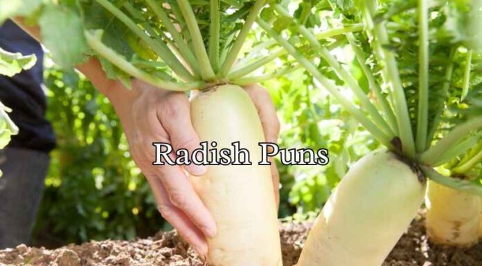 Radish Puns Radish Puns