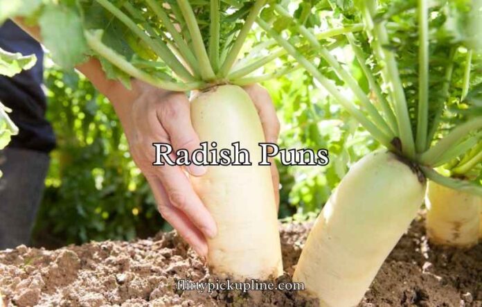 Radish Puns