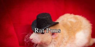 Rat Puns Rat Puns
