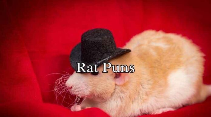 Rat Puns Rat Puns
