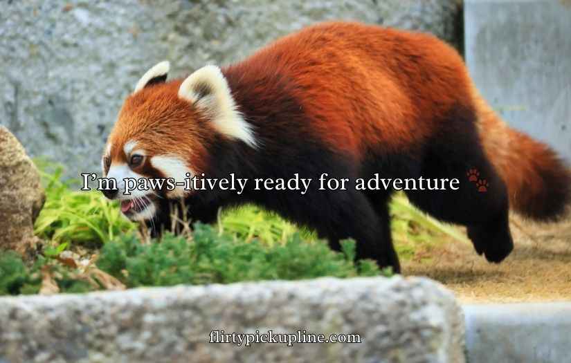 Red Panda Puns