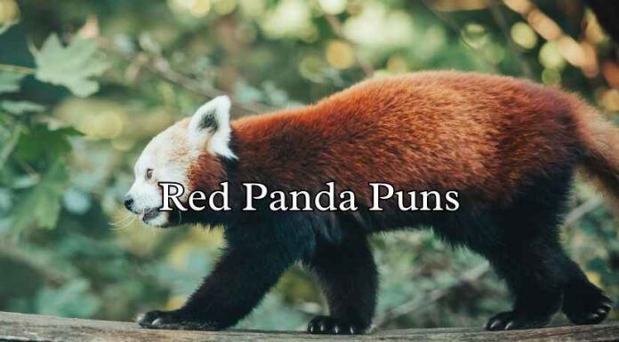 Red Panda Puns Red Panda Puns