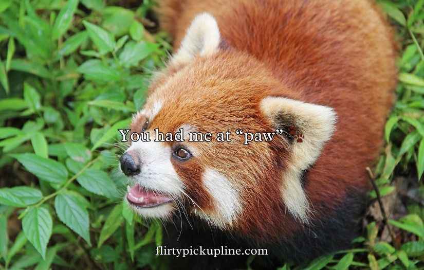 Red Panda Puns
