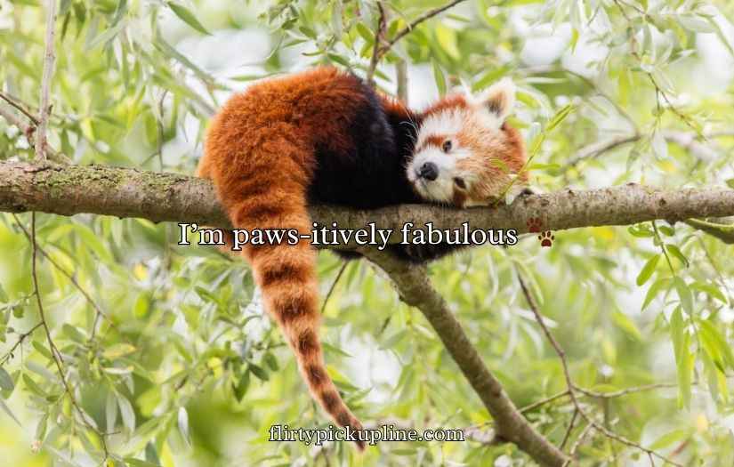 Red Panda Puns