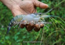 Shrimp Pickup Lines Shrimp Pickup Lines
