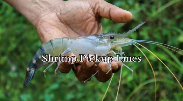 Shrimp Pickup Lines Shrimp Pickup Lines