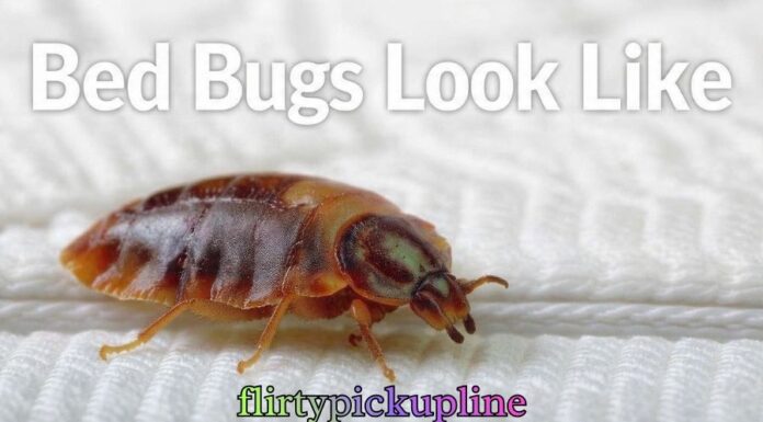 Bed Bugs Look Like Bed Bugs Look Like